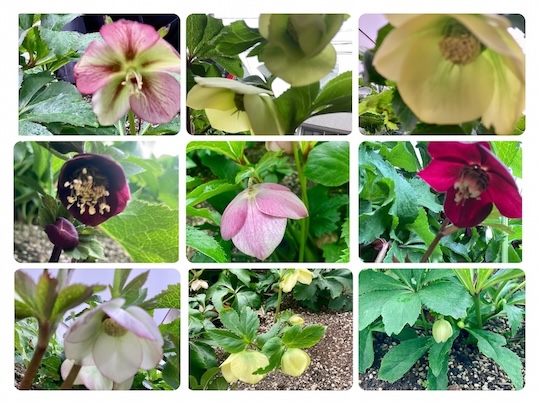 2月18日（水）からレント（四旬節）が始まります